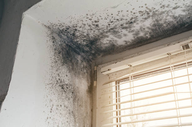 Affordable Hvac And Air Duct Mold Remediation solutions in Belmont, MI